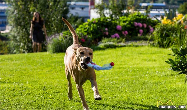 什么是犬髋关节发育不良？犬髋关节发育不良是哪些原因导致的？