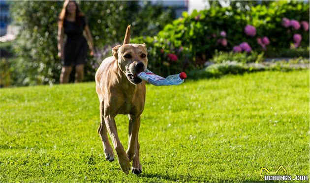 什么是犬髋关节发育不良？犬髋关节发育不良是哪些原因导致的？