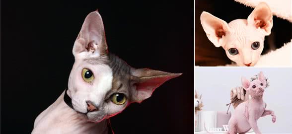 友好的外星人—斯芬克斯猫它的那些秘密你都知道么？