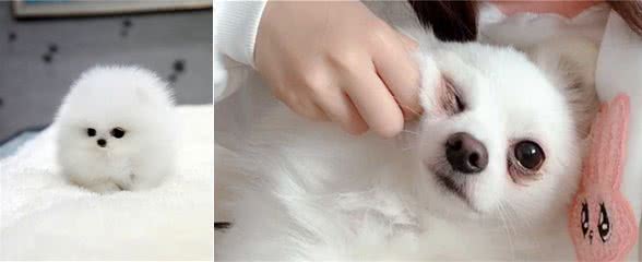 过度溺爱的博美犬，会有以下“坏习惯”，过度溺爱是在害它