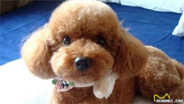 泰迪犬犯错后，往往有5种“经典反应”，你家是哪一种？