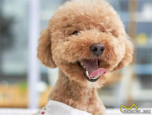 泰迪犬犯错后，往往有5种“经典反应”，你家是哪一种？