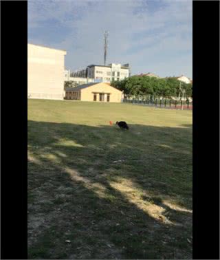 行为矫正训练，训练狗狗飞盘，行为习惯养成方法，塑造（2）