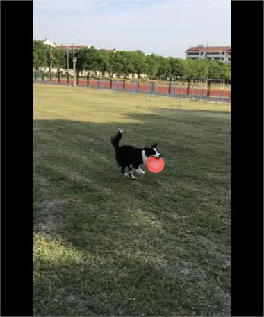 行为矫正训练，训练狗狗飞盘，行为习惯养成方法，塑造（2）