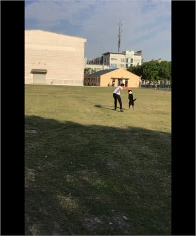 行为矫正训练，训练狗狗飞盘，行为习惯养成方法，塑造（2）