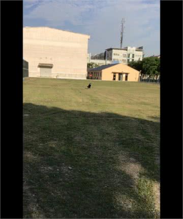 行为矫正训练，训练狗狗飞盘，行为习惯养成方法，塑造（2）