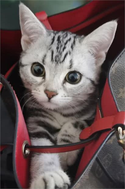 古埃及的猫是神，原因为何？是猫奴就知道，小主们灵着呢