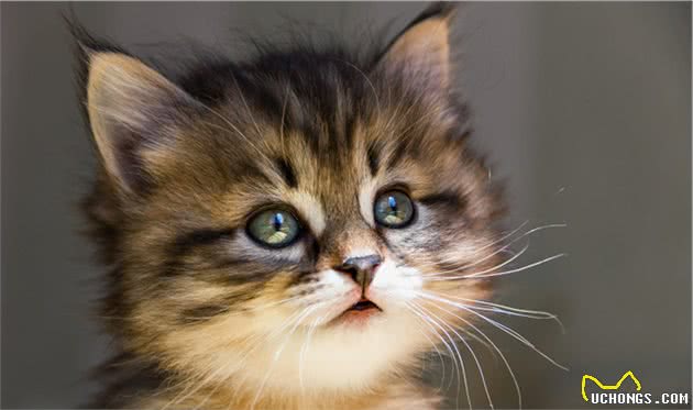 古埃及的猫是神，原因为何？是猫奴就知道，小主们灵着呢