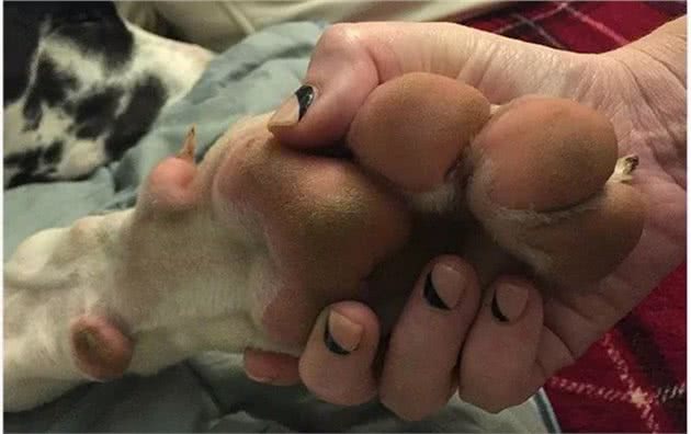 世界最大狗狗的大丹犬，到底有多大？