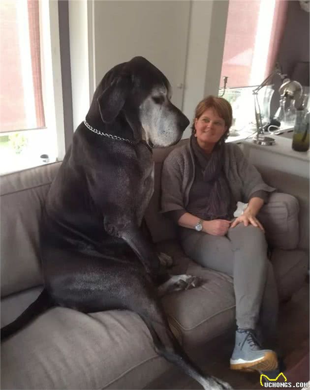 世界最大狗狗的大丹犬，到底有多大？
