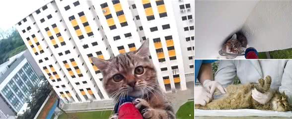 在新加坡，猫和其他宠物发生高楼坠落事件，每天都在上演中