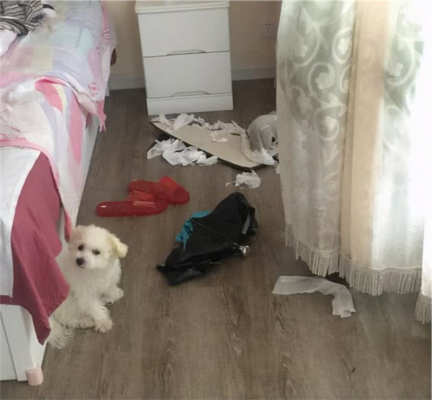 比熊犬这样做，是它在表达“我需要你”