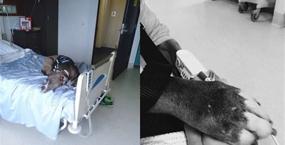 粗犷比特犬拯救主人，敏锐发现主人的异常，保护突发心脏病的主人