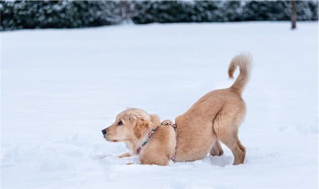 辟谣：下雪天狗狗可以尽情的玩耍？融雪剂大家需要注意