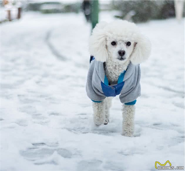 辟谣：下雪天狗狗可以尽情的玩耍？融雪剂大家需要注意