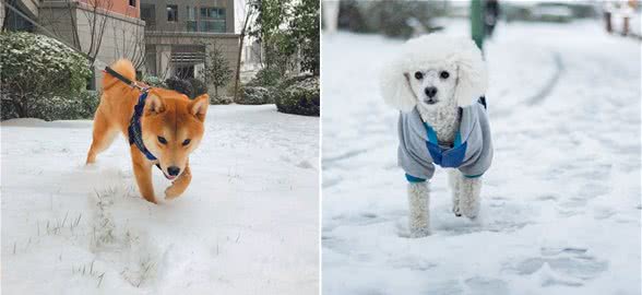 辟谣：下雪天狗狗可以尽情的玩耍？融雪剂大家需要注意