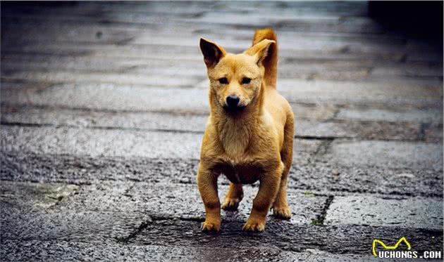 中华神犬~中华田园犬