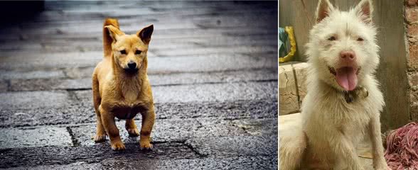 中华神犬~中华田园犬