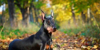 这几种狗，堪称“护法犬”，会一生保护主人的安全