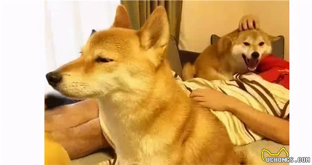盘点狗狗那6个“见不得人”的小事，你家的偷偷做过吗？