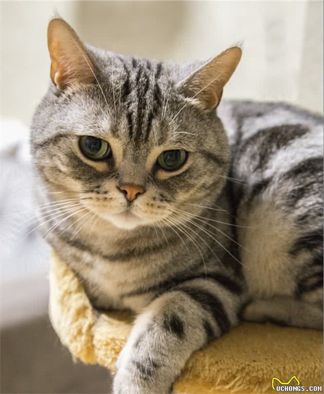 掌握这5个饲养“美短”的小技巧，你家猫会乖巧又粘人