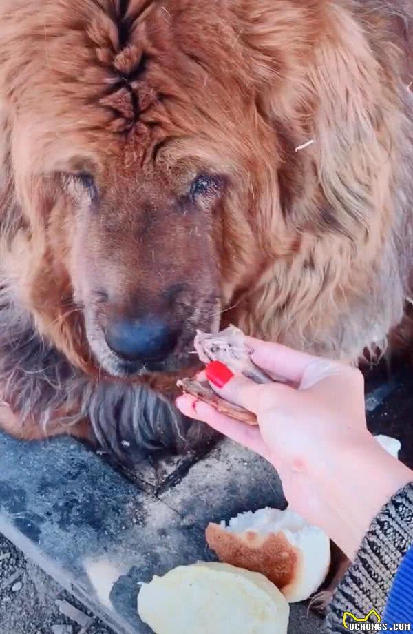 女孩徒手喂藏獒吃肉，狗狗也是求生欲满满：见识过母老虎的厉害？