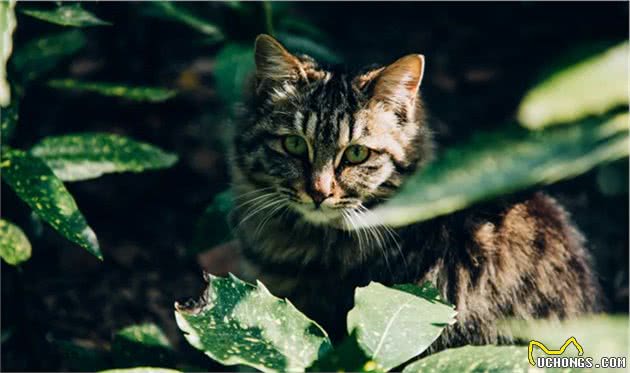 猫咪狗狗饮食中隐藏的陷阱，你中招了么？