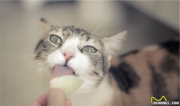 猫咪狗狗饮食中隐藏的陷阱，你中招了么？