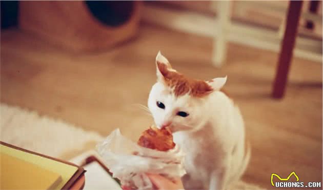 猫咪狗狗饮食中隐藏的陷阱，你中招了么？