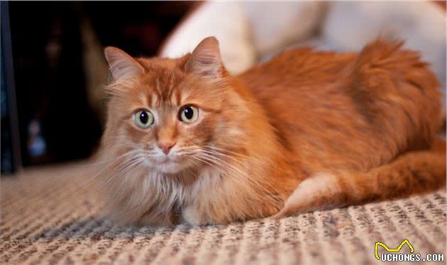 猫咪狗狗饮食中隐藏的陷阱，你中招了么？