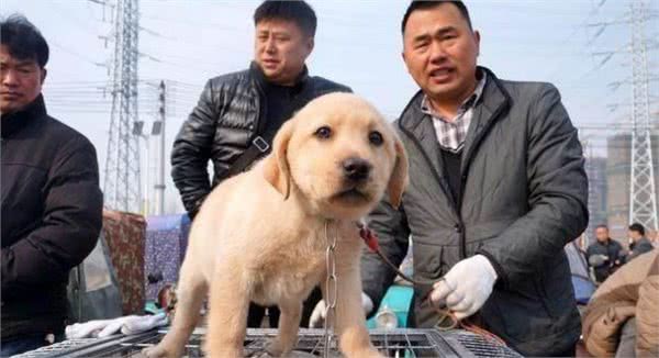 判断一只“星期狗”,有这4个地方“不同寻常”,不要买错了