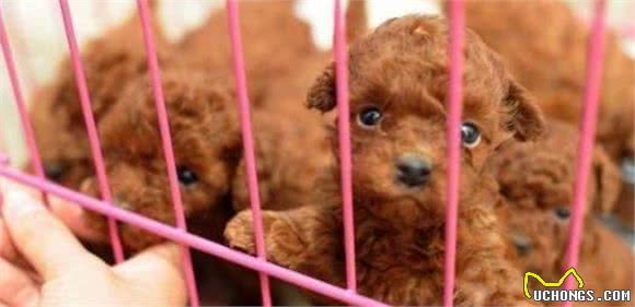 判断一只“星期狗”,有这4个地方“不同寻常”,不要买错了