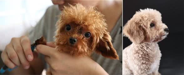 泰迪犬，让人又爱又恨的一个品种