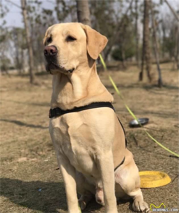 拉布拉多幼犬怎么喂？有哪些幼犬狗粮推荐？