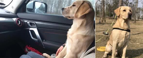 拉布拉多幼犬怎么喂?有哪些幼犬狗粮推荐?