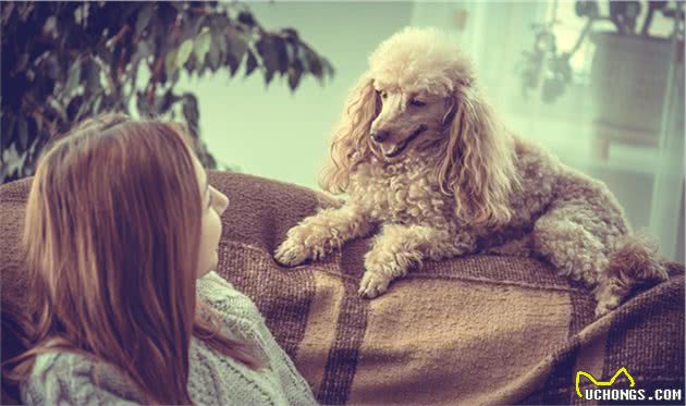 贵宾犬身上这7个地方，只要摸对了，它就会更爱你