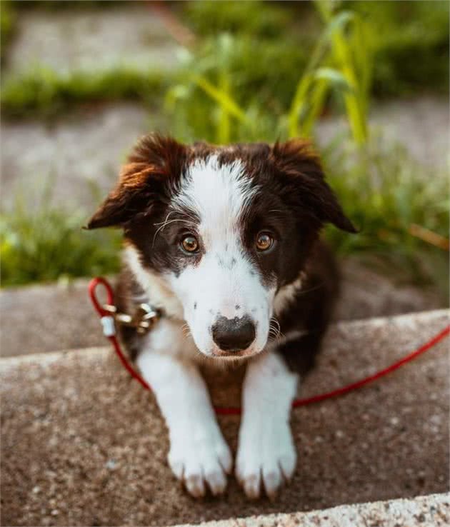 狗狗犯错后的处罚方式，你get了吗？