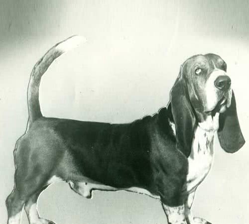 寻根问祖系列（120）：巴吉度犬（BassetHound）