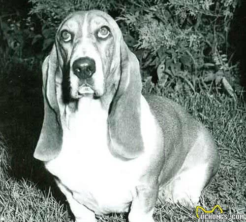 寻根问祖系列（120）：巴吉度犬（BassetHound）