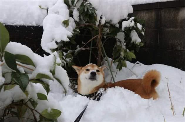 下大雪也要出门！主人冷得不行，柴犬却超开心在雪地“裸奔”