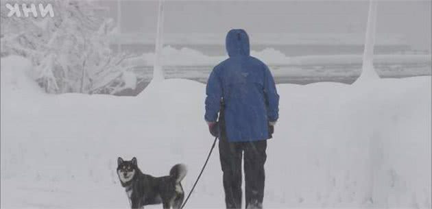 下大雪也要出门！主人冷得不行，柴犬却超开心在雪地“裸奔”