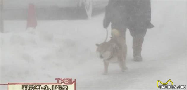 下大雪也要出门！主人冷得不行，柴犬却超开心在雪地“裸奔”