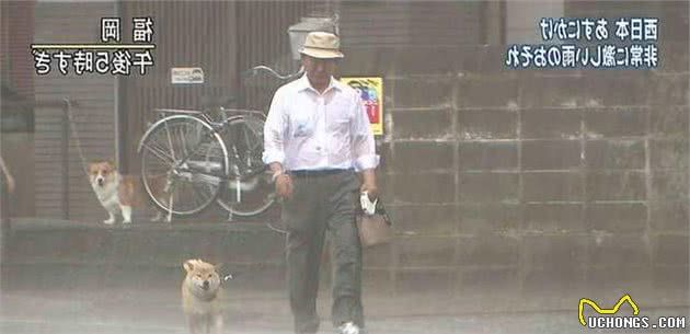 下大雪也要出门！主人冷得不行，柴犬却超开心在雪地“裸奔”