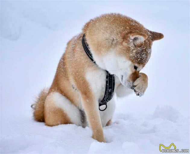 下大雪也要出门！主人冷得不行，柴犬却超开心在雪地“裸奔”