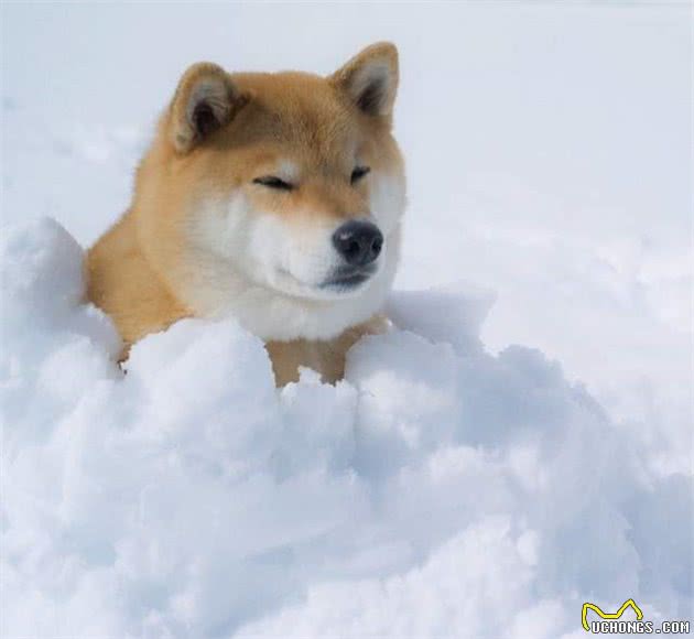 下大雪也要出门！主人冷得不行，柴犬却超开心在雪地“裸奔”