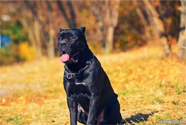 说卡斯罗犬难养的，却不知道有这些好处，养了没后悔过