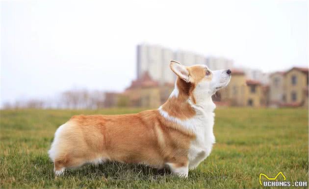 柯基犬为什么要断尾？工作需要能理解，做宠物狗可以不断尾啊