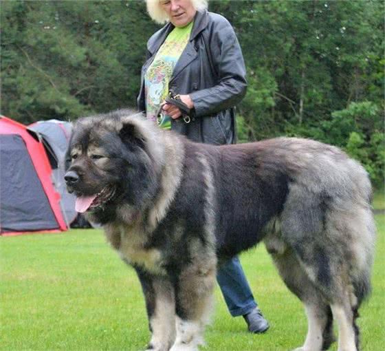 体型最大的狗狗之一，高加索犬，也是战斗民族喜欢养的彪悍土狗