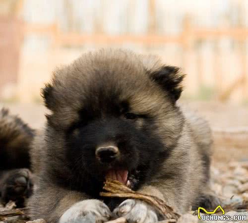 体型最大的狗狗之一，高加索犬，也是战斗民族喜欢养的彪悍土狗