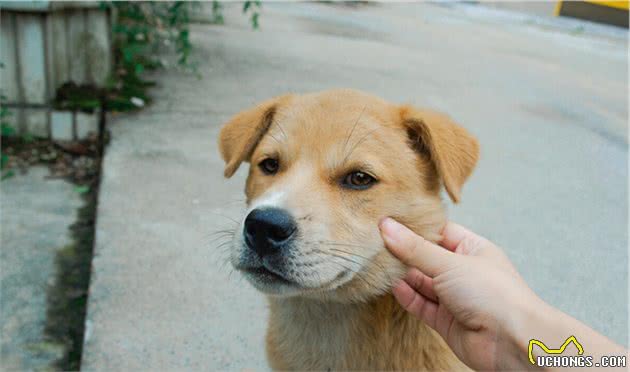 这5种狗狗，忠诚护主、颜值都不差，还很强大